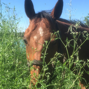 Equicoaching Cadac Jérôme Dumont et associés Lyon et Villefranche-sur-Saône