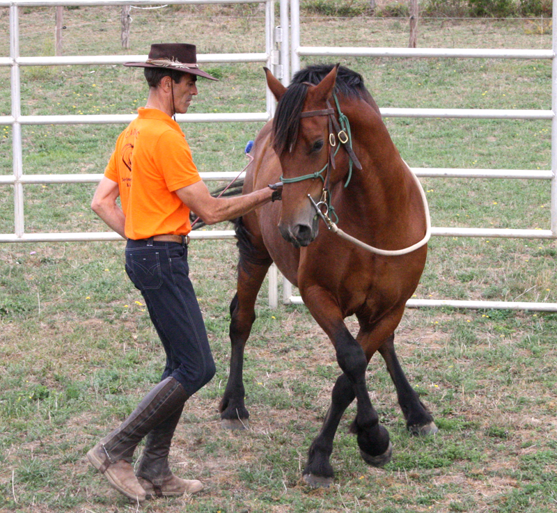 Equitation éthologique Cadac Jérôme Dumont et associés Lyon et Villefranche-sur-Saône