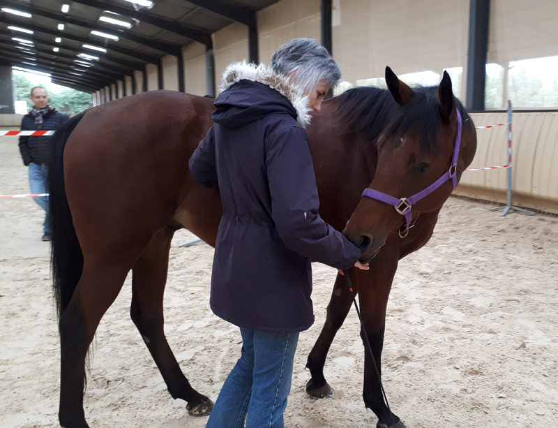 Equicoaching Cadac Jérôme Dumont et associés Lyon et Villefranche-sur-Saône