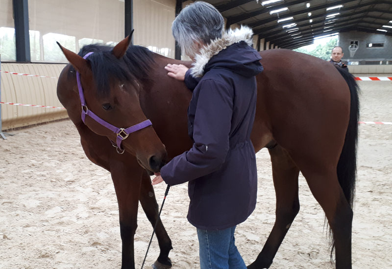 Equicoaching Cadac Jérôme Dumont et associés Lyon et Villefranche-sur-Saône