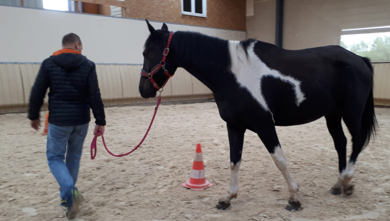 Equicoaching Cadac Jérôme Dumont et associés Lyon et Villefranche-sur-Saône