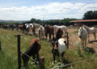 Chevaux Les Cavaliers de Bordelan Cadac Jérôme Dumont Lyon Villefranche-sur-Saône