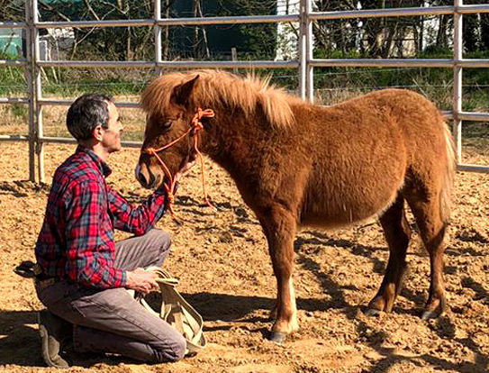 Chevaux Les Cavaliers de Bordelan Cadac Jérôme Dumont Villefranche-sur-Saône