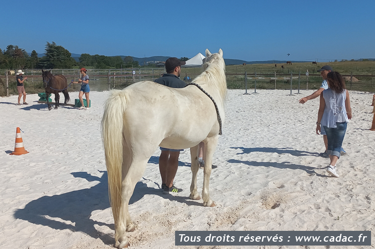 Equicoaching Cadac Jérôme Dumont et associés Lyon et Villefranche-sur-Saône